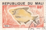 Stamps : Africa : Mali :  pez- citharinus latus