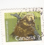 Stamps Canada -  puerco espin