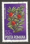 Sellos de Europa - Rumania -   Flor taxus baccata