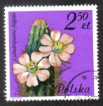 Stamps Poland -  Cylindropuntia fulgida, Cactaceae