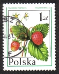 Sellos de Europa - Polonia -  Frutas Silvestres