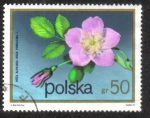 Stamps : Europe : Poland :  Arbustos florecientes