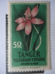 Sellos de Africa - Espa�a -  Flora de Tánger-Marrueco - Telégrafo Español - Huerfanos