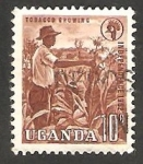 Sellos de Africa - Uganda -  51 - Cultivo de tabaco