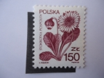 Stamps Poland -  Daisy (Bellis perennis) Stokrotka Pospolita - Polska