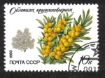 Stamps Russia -  Árboles y Arbustos Protegidos