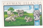 Stamps United Kingdom -  Toros Brahman- ISLAS CAIMÁN