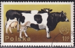 Sellos de Europa - Polonia -  Vacas