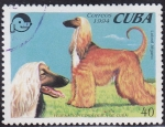 Stamps : America : Cuba :  Perro - Lebrel Afgano