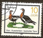 Stamps Germany -  Animales en peligro de extinción( Ganso de pecho rojo)DDR. 
