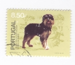 Stamps Portugal -  Perros de raza portuguesa. Serra de Aires