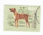 Stamps Portugal -  Perros de raza portuguesa. Perdigueiro