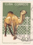 Stamps Cuba -  zoológico de la Habana- dromedario