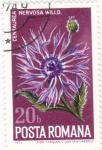 Stamps Romania -  flores-