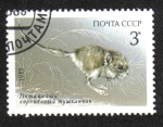 Sellos de Europa - Rusia -  Animales Protegidos