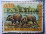 Stamps Venezuela -  El Baquiro de Collar - Tagassu Tajacu.