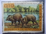 Sellos de America - Venezuela -  El Baquiro de Collar - Tagassu Tajacu.