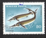 Stamps Hungary -  Peces (1967)