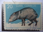 Stamps : America : Cuba :  Fauna: Cerdo montés - Zahino