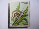 Sellos de America - Cuba -  Polymita.