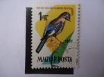 Stamps Hungary -  Matyas Szajkko-Garrulus Glandarius.ç - Magyar Posta.