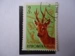 Stamps : Europe : Romania :  Fauna - Ciervo - R.P. Romina Posta.