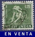 Stamps : Asia : India :  INDIA Plucking tea 0.15