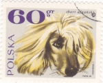 Stamps Poland -  perro de raza