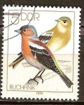 Sellos de Europa - Alemania -  Los pájaros cantores(Pinzón) DDR.