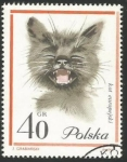 Stamps : Europe : Poland :  Gato europeo (1469)