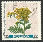 Sellos de Europa - Polonia -  Tansy (Tanacetum vulgare) (1780)