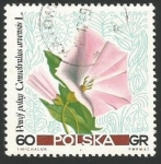 Stamps Poland -  Convolvulus arvensis (1778)