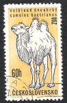 Stamps : Europe : Czechoslovakia :  camello