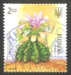 Stamps Ukraine -  Flor gymnocalycium anisitsii