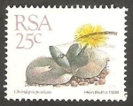 Stamps South Africa -  667 - Cheiridopsis peculiaris
