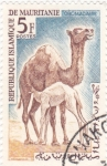 Stamps : Africa : Mauritania :  dromedarios