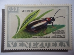 Sellos de America - Venezuela -  Fauna:Coquito Perforador (Systena Sp)