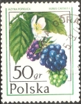 Stamps : Europe : Poland :  Rubus caesius