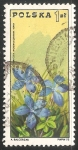 Stamps Poland -  Genciana de primavera 