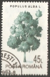 Stamps Romania -  Alamo blanco
