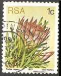 Stamps South Africa -  Protea repens