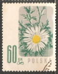 Stamps Poland -  MARGARITAS 