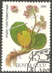 Stamps Russia -  Bergenia