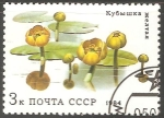 Stamps Russia -  Yellow water lilies-Lirio de agua amarilla