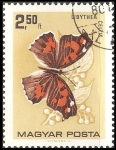 Stamps Hungary -  libythea celtis