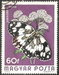 Stamps Hungary -  sakktabla lepke