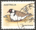 Sellos de Oceania - Australia -  Hooded dotterel-Chorlito carambolo con capucha