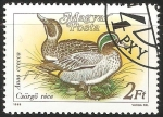 Stamps Hungary -  anas crecca