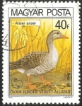 Stamps Hungary -  Anser anser-ganso