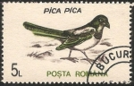 Stamps : Europe : Romania :  Pica pica